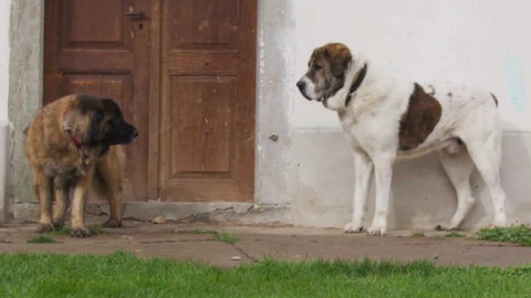 Kočka není pes - Nepochopený Nero a problematičtí Leo s Pauliem