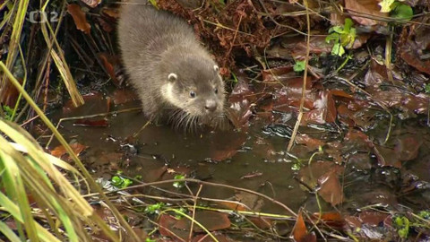 Dobrodružství vědy a techniky - Vydřička Lotta se učí plavat