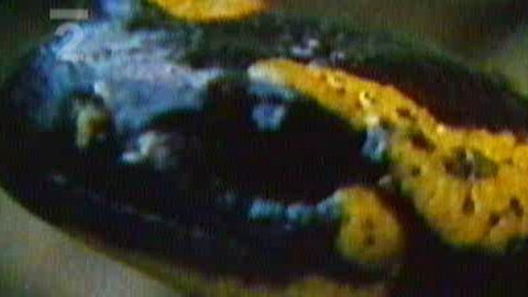 Přidej se - Mloci a lentilky