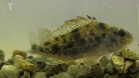 Živé srdce Evropy - Ježdík dunajský