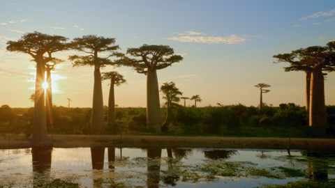 O stromech a lese - 2/6 Madagaskarský baobab