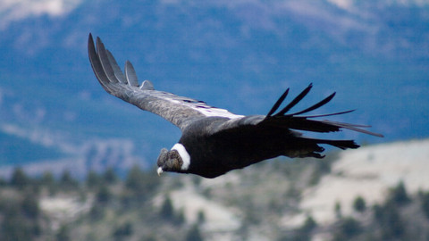 GEO 360° - Na křídlech kondora andského