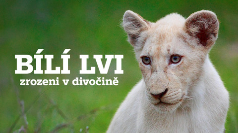 Bílí lvi - zrozeni v divočině