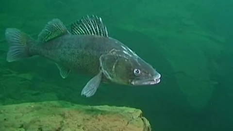 Obyvatelé českých vod - 3/6 Dravé ryby