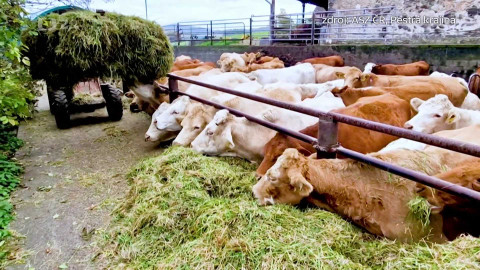 Nedej se! - Sedlák český: ohrožený druh