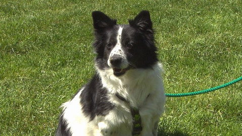 Chcete mě? - Chcete je?