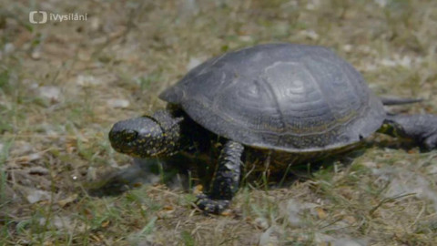 Minuty z přírody - Želva bahenní