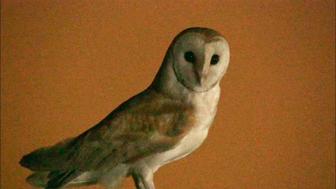 Obdivuhodný svět přírody - Sova pálená