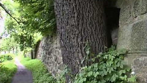 Paměť stromů - 4/15 Stromy žijí s lidmi