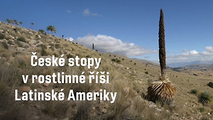 Obrázek pořadu České stopy v rostlinné říši Latinské Ameriky