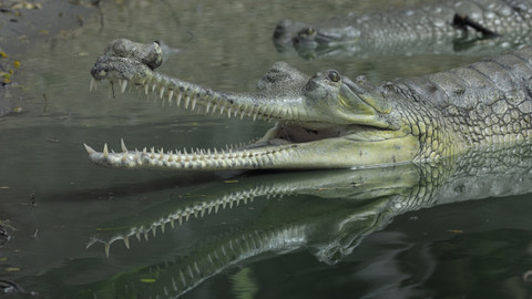 60 zvířecích zabijáků - Epizoda 9/20