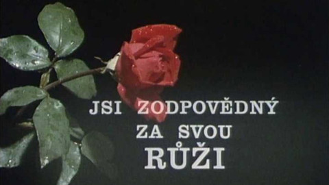 Jsi zodpovědný za svoji růži