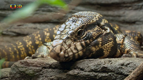 Terčin zvířecí svět - 19. dubna 2024