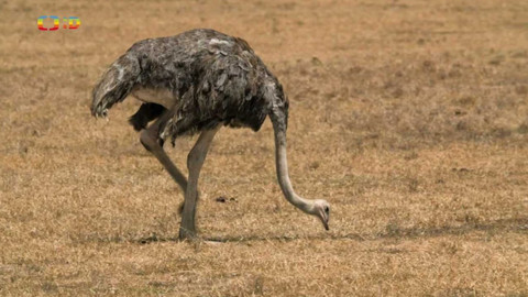 S Jakubem v Africe - 11/13 Ptáci