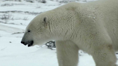 Dobrodružství vědy a techniky - Medvědi lední - vládci mizejícího biotopu
