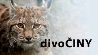divoČINY