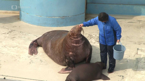 Příběhy zvířecích miminek - Epizoda 2/6