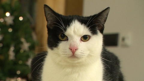 Chcete mě? - Chcete je?