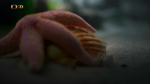 V divočině, tam to žije - Epizoda 16/40