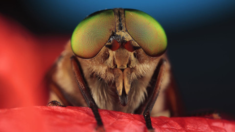 Přírodní mikrosvěty - Tajemství úspěchu