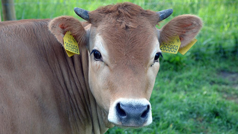 Malá farma - A ta kráva...