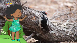 Velká kniha o zvířátkách II