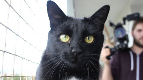 Kočka není pes - Tvrdohlavý Gentleman a agresivní Flíček s Gigim