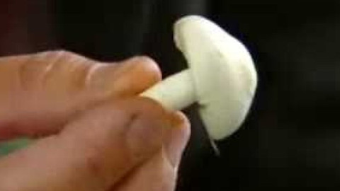 Přidej se - Houby II.