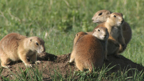 Obdivuhodný svět přírody - Psouni prérioví