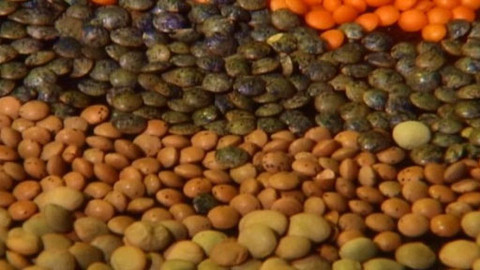 Pod pokličkou - Čočka - to je luštěnina stravitelná pro mimina