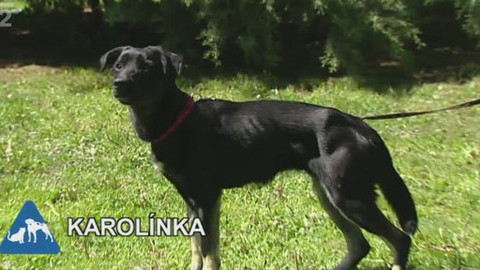 Chcete mě? - Chcete je?