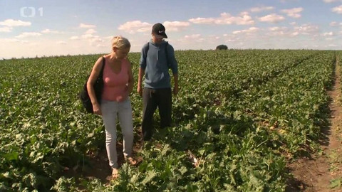 Týden v regionech (Ostrava) - 2. září 2017