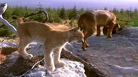 Madla a Ťap - 11/13 Jak došli až do Bavor