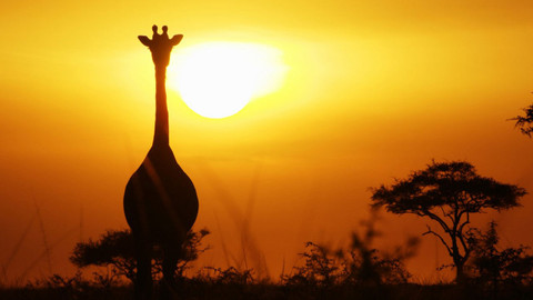 Serengeti - 3/6 Obnova