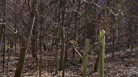 Nedej se! - Myslivecká praxe a obnova krajiny