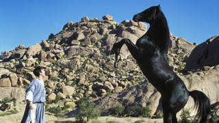 Návrat černého hřebce