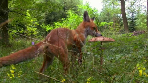 Terčin zvířecí svět - 4. února 2022