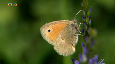 Terčin zvířecí svět - 4. září 2020