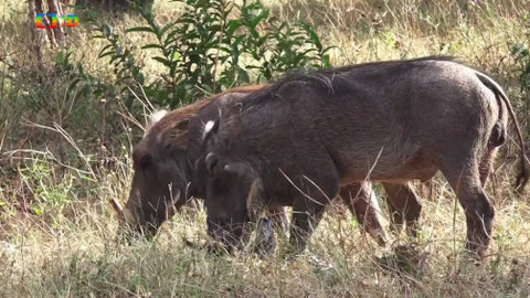 Africká abeceda - P – prase