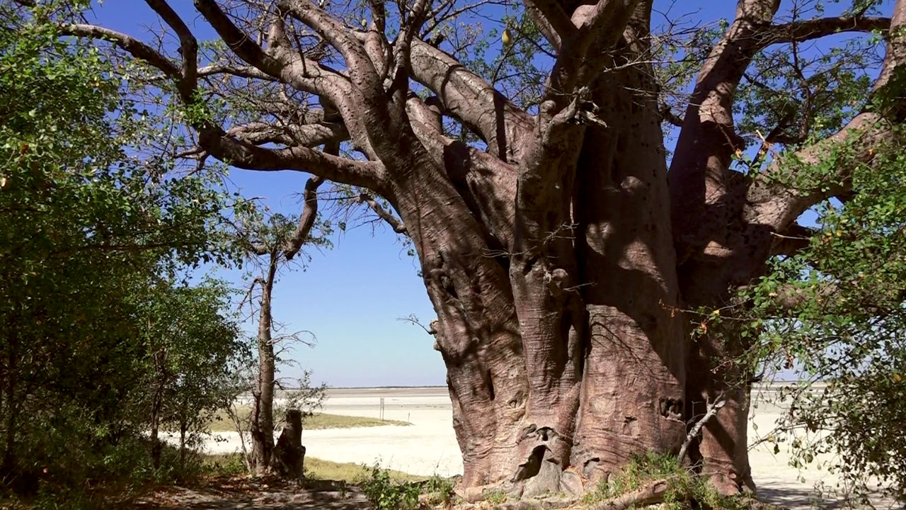 B – Baobab - Africká Abeceda | Česká Televize