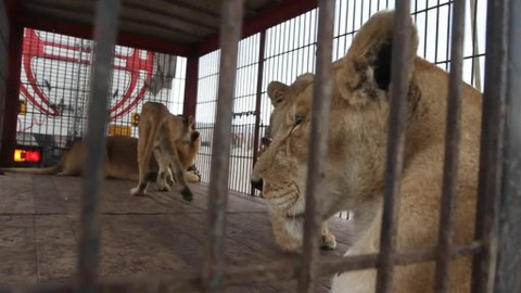 Trabantem Jižní Amerikou - Lvi v Jižní Americe