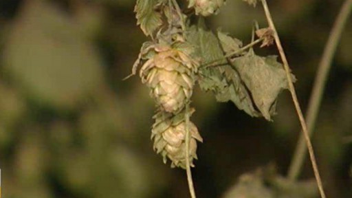 Televizní akademie - Chuť Evropy