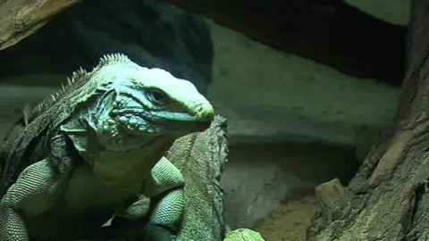 Televizní akademie - Začátek jubilejní 80. sezony pražské zoo