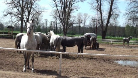 Národní klenoty - Kladruby nad Labem