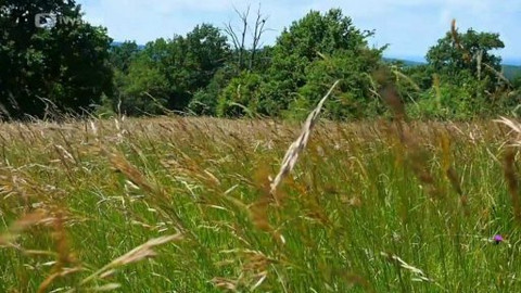 Krajinou domova - Invazní druhy - rostliny