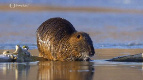 Krajinou domova - Invazní druhy - živočichové