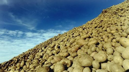 Televizní akademie - Vědci pracují na bramborách bez cukru - kvůli světlejším chipsům