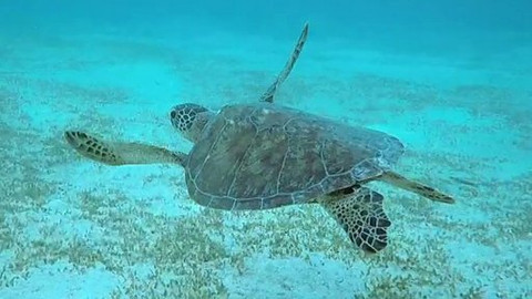 Češi zachraňují - Czechs protect… sea turtles in Borneo