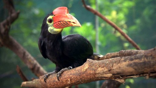 Češi zachraňují - Czechs protect… hornbills in the Philippines