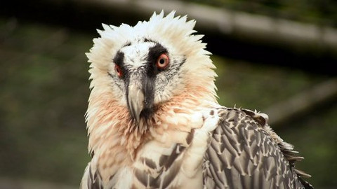 Češi zachraňují - Czechs protect… bearded vultures in Europe